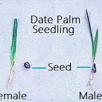 Sự khác biệt giữa cây chà là đực và cái