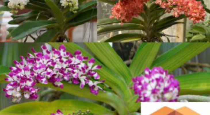 4 yếu tố ảnh hưởng đến sự phát triển của hoa lan